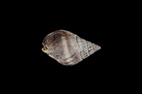 藏品(織紋螺)的圖片